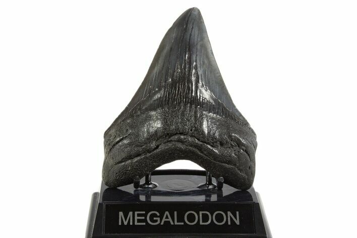 Fossil Megalodon Tooth - South Carolina #340281